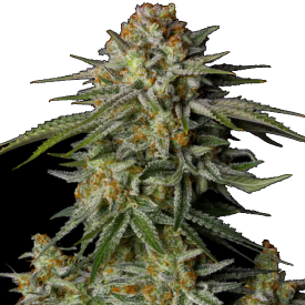 GG4 Sherbet FF