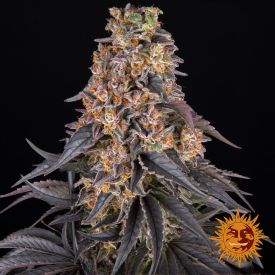 Barneys Farm Girl Scout Cookies Feminized Seeds