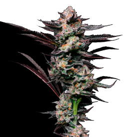 Girl Scout Cookies Feminized