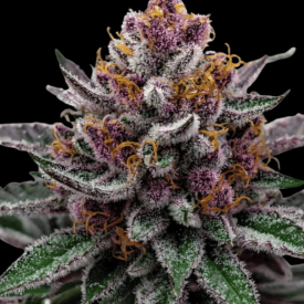 GlitterBomb 3n Triploid Cannabis Seeds