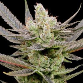 Glowberry Rush Auto Feminized Seeds