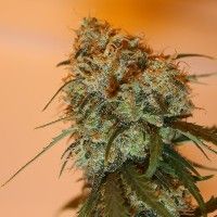 Golden Tiger Feminised Seeds