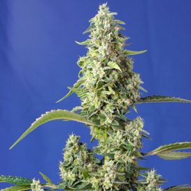 Gorilla Girl XL Auto