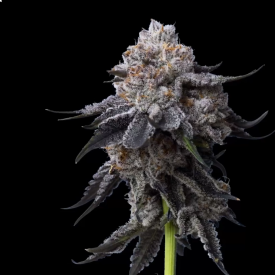 Gorilla Glue #4 Feminized