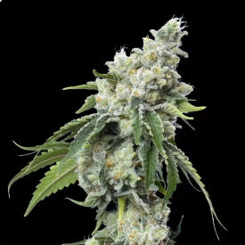Grandiflora Guava #1 Feminized