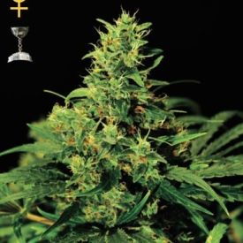 GreenHouse Seeds Big Bang Feminized