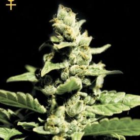 Greenhouse Seeds Green-O-Matic Feminized