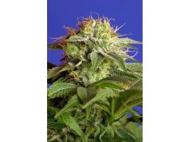 Green Poison FAST Version Feminised Seeds