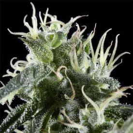 Greenhouse Seeds Arjans Haze Feminized