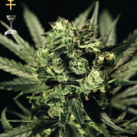 GreenHouse Seeds Cheese Feminized