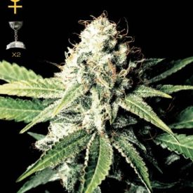 Greenhouse Seeds Great White Shark Feminized