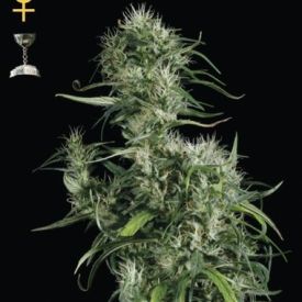 GreenHouse Seeds Neville Haze Feminized