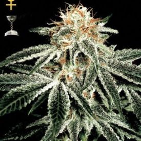 GreenHouse Seeds White Widow Feminized