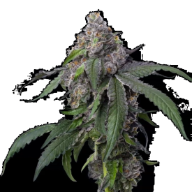 Gush Mints Feminized