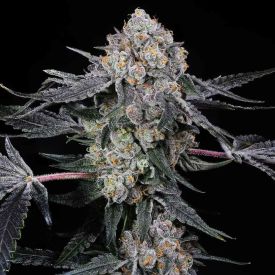 High Society Feminized Seeds