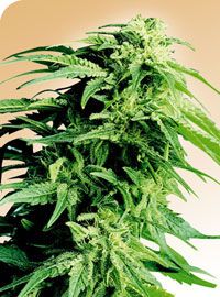 Hindu Kush Regular Seeds