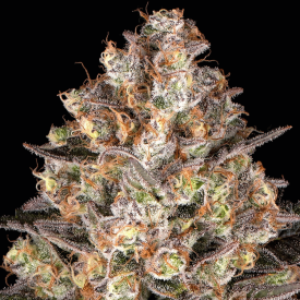 Hindu Kush Feminized Cannabis Seeds