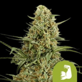 HulkBerry Auto