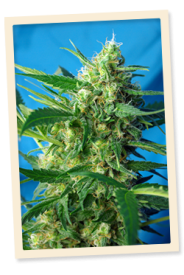 Ice Cool Auto Feminised Seeds