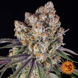 Ice Cream Cake Feminized Seeds