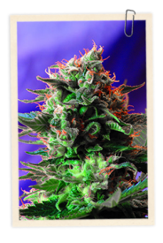 Jack 47 FAST Version Feminised Seeds