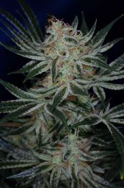 Jack the Ripper Regular Seeds