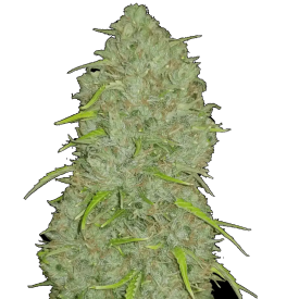 Jack Herer Auto