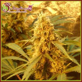 Jack Mist Tree Feminised Seeds