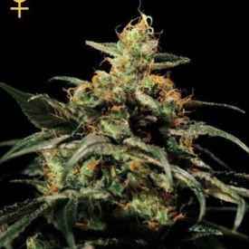 Greenhouse Seeds Kings Kush Feminized