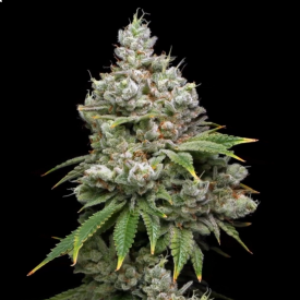 Kiwi x Papaya Feminized