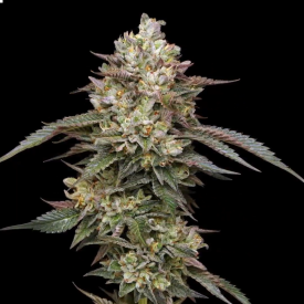 Kiwi x Cookie Dog Auto