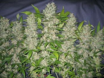 Kong Feminised Seeds