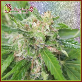 Kripplicious Feminised Seeds