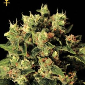 GreenHouse Seeds Ladyburn 1974 Feminized