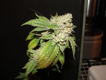 Larry OG Kush Regular Seeds