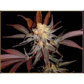 Lavender Feminised Seeds