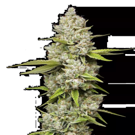 Lemon Blueberry Feminized