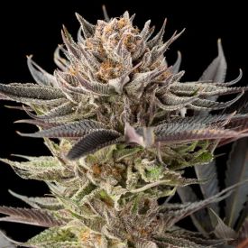 Lemon Tree 2.0 Feminized
