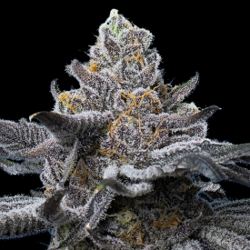 LFG Feminized Cannabis Seeds