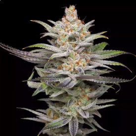 Lime Spritzer Auto