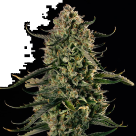 Mac Dawg XXL Auto