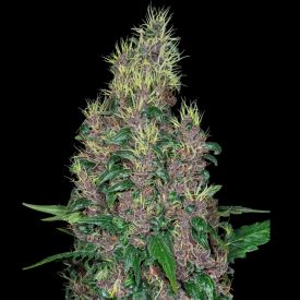 Mandarine Jam Feminized