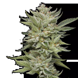 Marathon OG Feminized