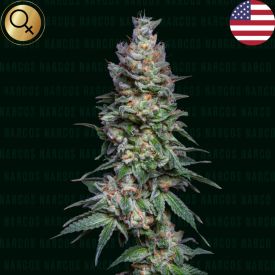 Medellin Mints Feminized