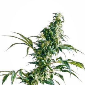 Mexican Sativa Feminized