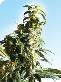 Mexican Sativa Regular Seeds