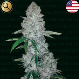 Miami Sunset OG Feminized