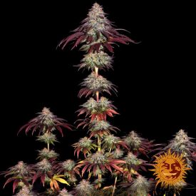Mimosa x Orange Punch Auto Feminized Seeds
