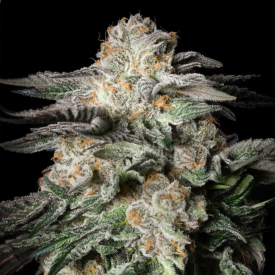 Mint Candy Feminized