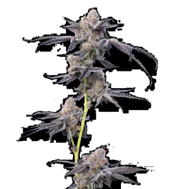 Motor Breath Feminized